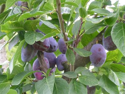 Prunus domestica